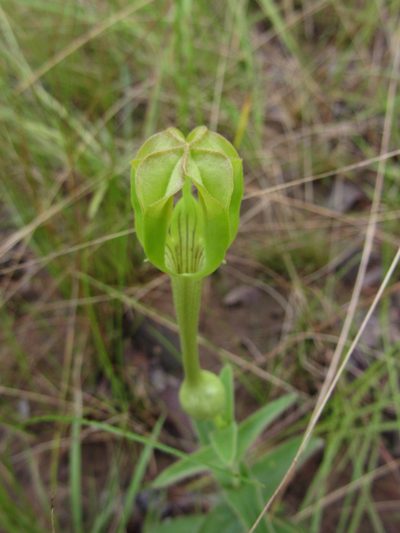 Ceropegia filipendula, photographed by M Rutherford