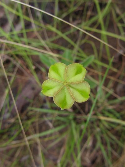 Ceropegia filipendula, photographed by M Rutherford