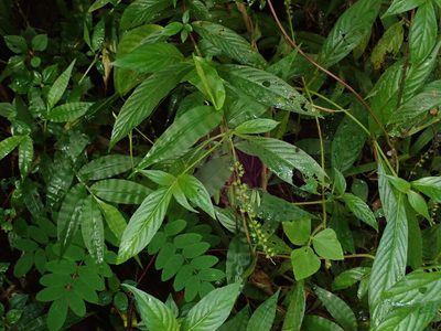 Gonzalagunia hirsuta, photographed by Daniel Cahen