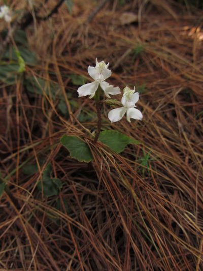 Disperis virginalis, photographed by M Rutherford