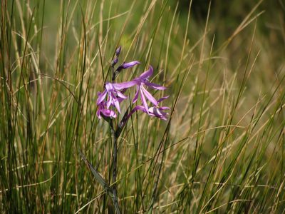 Radinosiphon leptostachya, photographed by M Rutherford