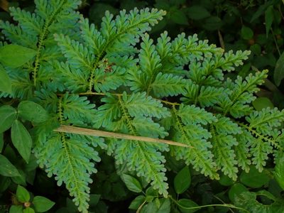 Selaginella willdenowii, photographed by Daniel Cahen
