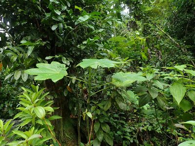 Cecropia schreberiana, photographed by Daniel Cahen
