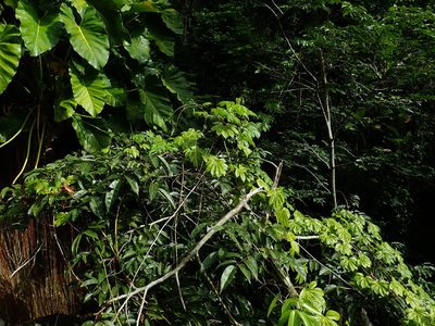 Passiflora serratodigitata, photographed by Daniel Cahen