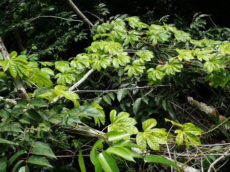 Passiflora serratodigitata, photographed by Daniel Cahen
