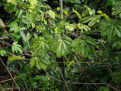 Passiflora serratodigitata, photographed by Daniel Cahen