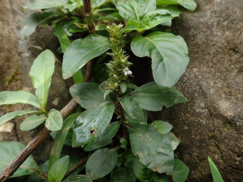 Lepidagathis alopecuroidea, photographed by Daniel Cahen