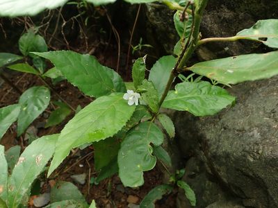 Pavonia fruticosa, photographed by Daniel Cahen