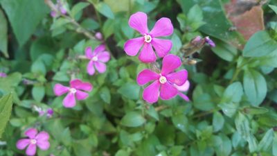 Silene pseudoatocion, photographed by Astra