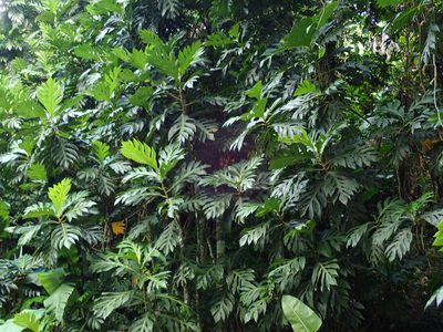 Artocarpus altilis, photographed by Daniel Cahen