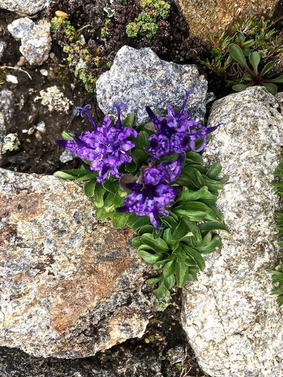 Phyteuma globulariifolium, photographed by Karsten Rohweder