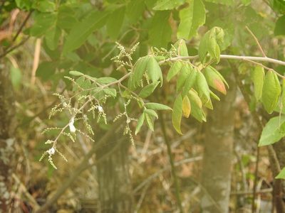 Rhus terebinthifolia, photographed by Neptalí Ramírez Marcial