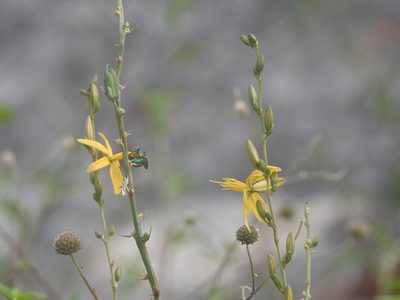 Echeandia breedlovei, photographed by Neptalí Ramírez Marcial