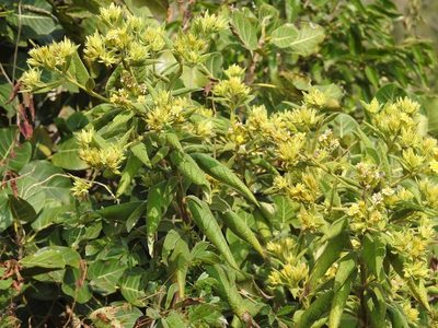 Trixis chiapensis, photographed by Neptalí Ramírez Marcial