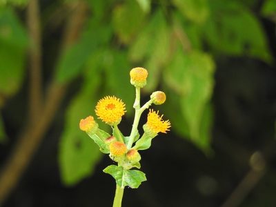 Verbesina ovatifolia, photographed by Neptalí Ramírez Marcial