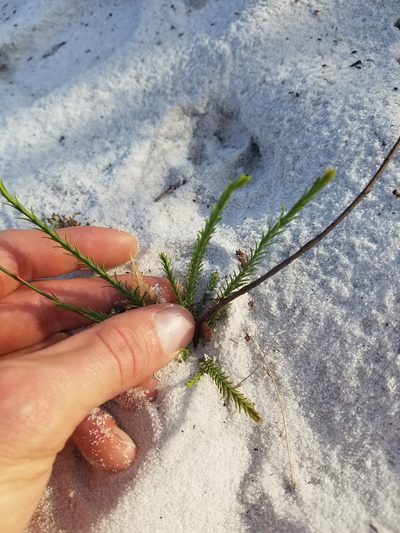Hypericum cumulicola, photographed by Scott Ward