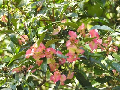 Wimmeria bartlettii, photographed by Neptalí Ramírez Marcial