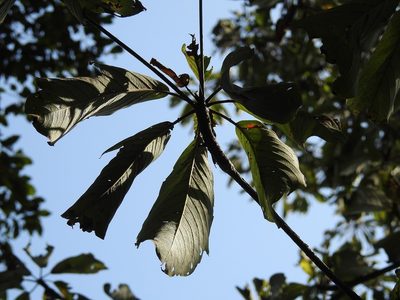 Terminalia macrostachya, photographed by Neptalí Ramírez Marcial