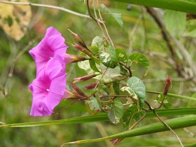 Ipomoea bernoulliana, photographed by Neptalí Ramírez Marcial