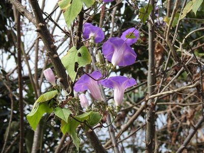 Ipomoea leucotricha, photographed by Neptalí Ramírez Marcial