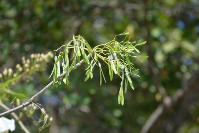Gyrocarpus mocinoi, photographed by Neptalí Ramírez Marcial