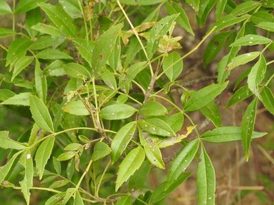 Fraxinus purpusii, photographed by Neptalí Ramírez Marcial