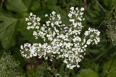 Chaerophyllum villarsii, photographed by Drepanostoma