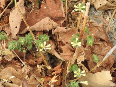 Loeselia ciliata, photographed by Neptalí Ramírez Marcial
