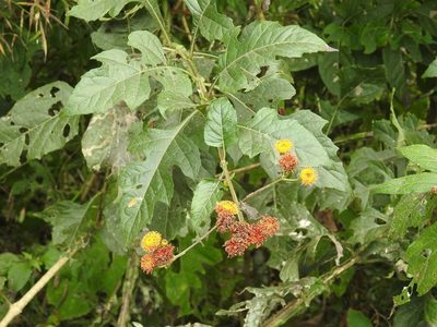 Verbesina ovatifolia, photographed by Neptalí Ramírez Marcial