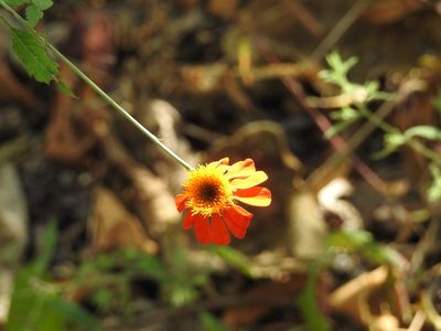 Adenophyllum aurantium, photographed by Neptalí Ramírez Marcial