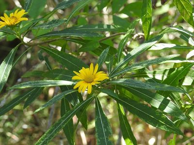 Verbesina neriifolia, photographed by Neptalí Ramírez Marcial
