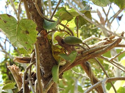 Ruehssia gualanensis, photographed by Neptalí Ramírez Marcial
