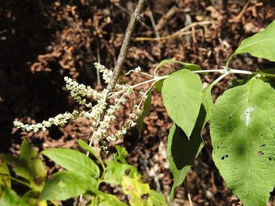 Buddleja americana, photographed by Neptalí Ramírez Marcial