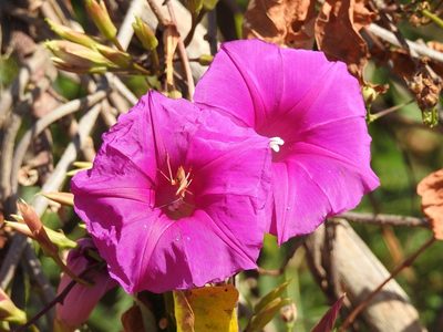 Ipomoea bernoulliana, photographed by Neptalí Ramírez Marcial