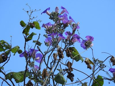 Ipomoea leucotricha, photographed by Neptalí Ramírez Marcial