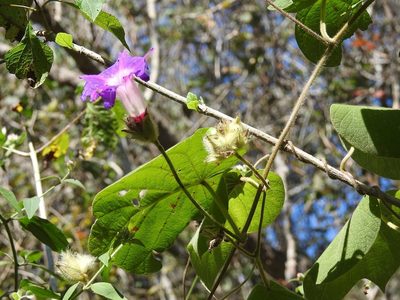 Ipomoea villifera, photographed by Neptalí Ramírez Marcial