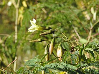 Distimake platyphyllus, photographed by Neptalí Ramírez Marcial