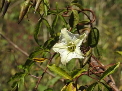 Distimake platyphyllus, photographed by Neptalí Ramírez Marcial