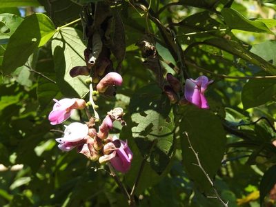 Canavalia villosa, photographed by Neptalí Ramírez Marcial