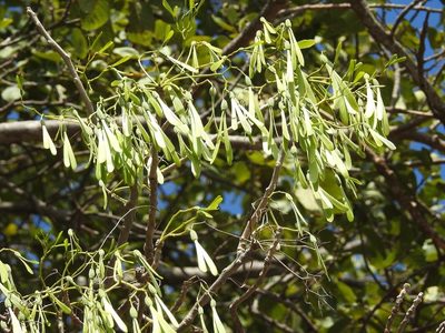 Gyrocarpus mocinoi, photographed by Neptalí Ramírez Marcial