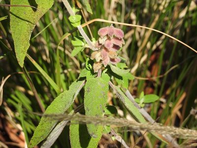 Salvia lasiantha, photographed by Neptalí Ramírez Marcial