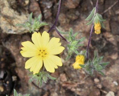 Lagophylla minor, photographed by Don Loarie