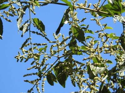 Sageretia elegans, photographed by Neptalí Ramírez Marcial