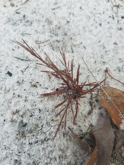 Polygonella basiramia, photographed by Scott Ward