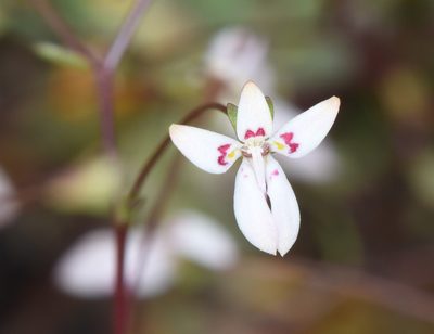 Nemacladus montanus, photographed by Don Loarie