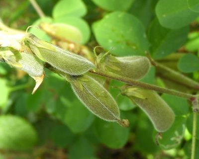 Crotalaria incana, photographed by Francisco Farriols Sarabia