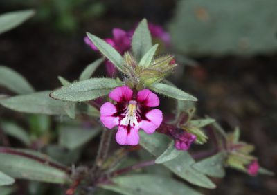Diplacus layneae, photographed by Don Loarie