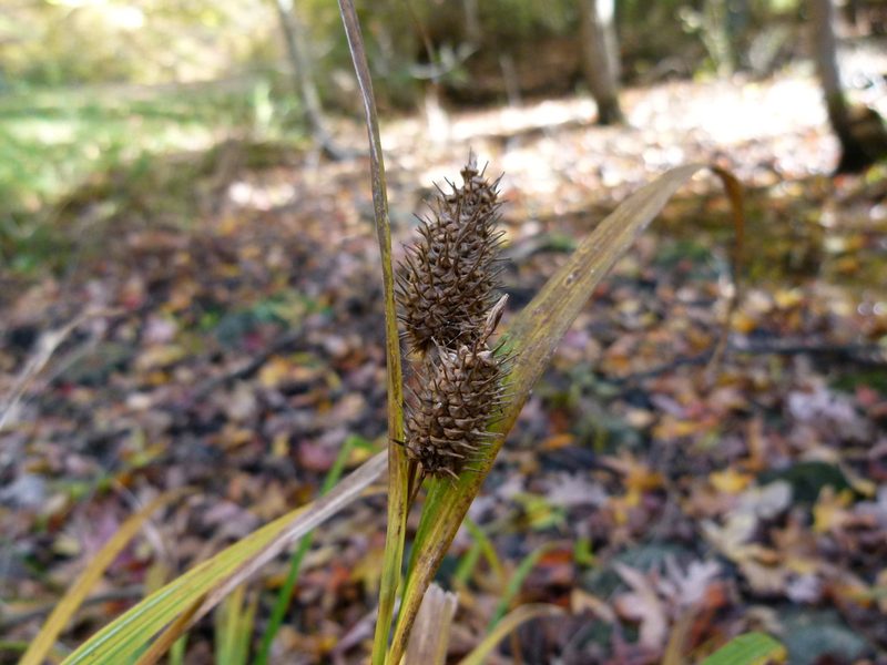 Carex typhina, photographed by botanygirl