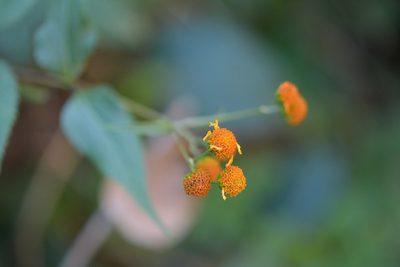 Verbesina ovatifolia, photographed by Neptalí Ramírez Marcial
