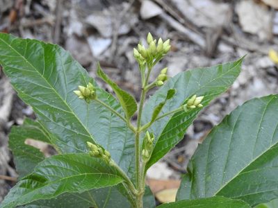 Chromolaena quercetorum, photographed by Neptalí Ramírez Marcial